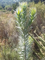 Leucadendron argenteum