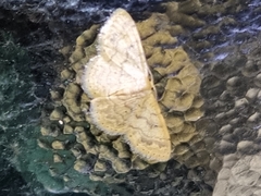 Idaea pilosata