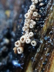 Cyphellaceae
