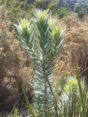 Leucadendron argenteum