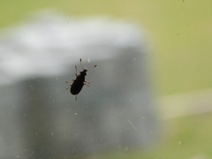 Curculionoidea
