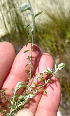 Metalasia serrulata