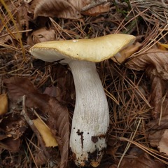 Russula claroflava