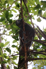 Nestor meridionalis septentrionalis