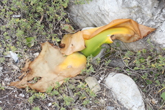 Haemanthus coccineus