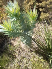 Leucadendron argenteum