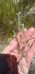 Metalasia serrulata
