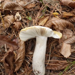 Russula claroflava
