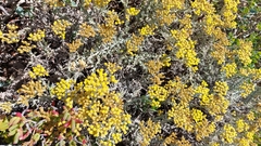 Helichrysum revolutum