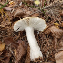 Russula claroflava