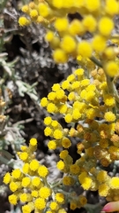 Helichrysum revolutum
