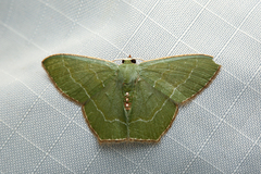 Hemithea pellucidula