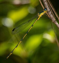 Synlestes selysi