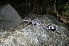 Goniurosaurus luii
