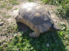 Testudo marginata