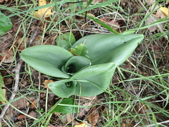 Himantoglossum hircinum