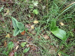 Himantoglossum hircinum