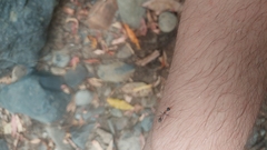 Myrmecia nigrocincta