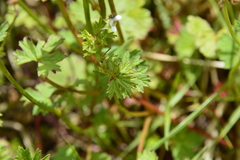 Pelargonium grossularioides