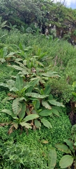 Musa
