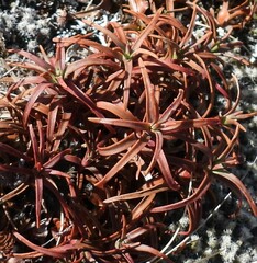 Dracophyllum recurvum