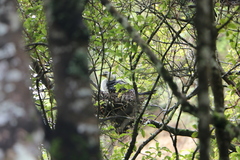 Microcarbo melanoleucos brevirostris