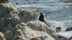 Microcarbo coronatus