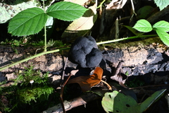 Daldinia concentrica