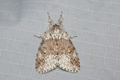 Dasychiroides pratti