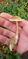 Rhodocollybia