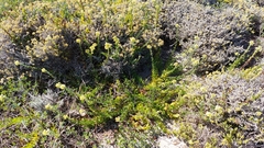 Lyperia lychnidea