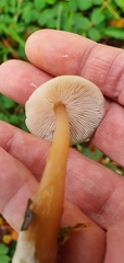 Rhodocollybia