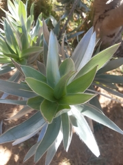 Leucadendron argenteum