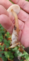 Rhodocollybia
