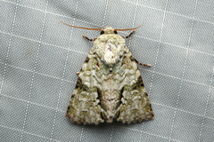 Acronicta psorallina