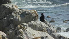 Microcarbo coronatus