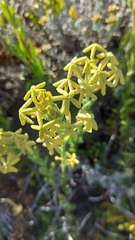 Lyperia lychnidea