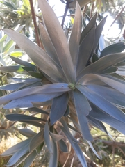 Leucadendron argenteum