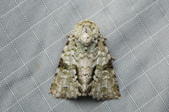 Acronicta psorallina