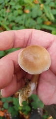 Rhodocollybia