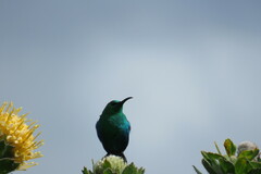 Nectarinia famosa