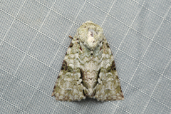 Acronicta psorallina