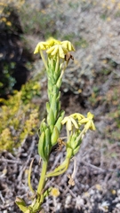 Lyperia lychnidea