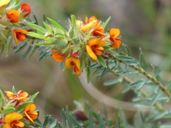 Pultenaea humilis