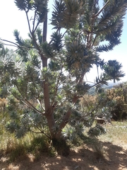 Leucadendron argenteum