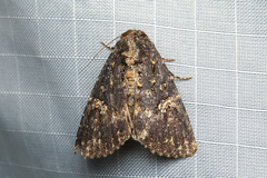 Condica dolorosa
