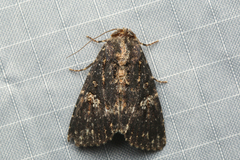 Condica dolorosa
