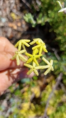 Lyperia lychnidea
