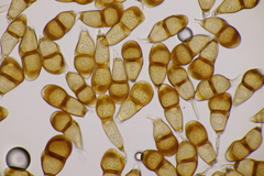 Puccinia punctata