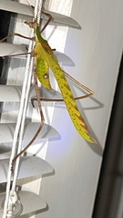 Anthophiloptera dryas